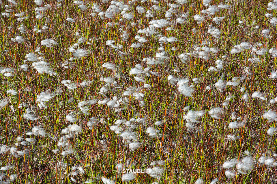 Wollgras im Val Maighels