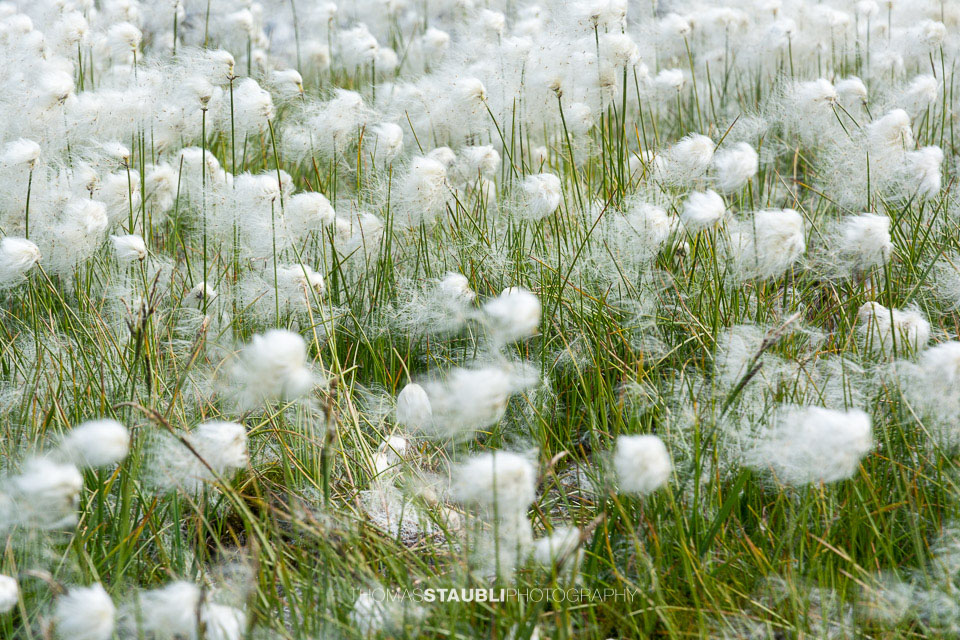 Wollgras im Val Maighels