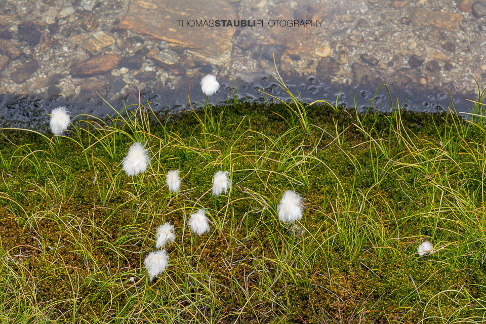 Wollgras am Portgerensee