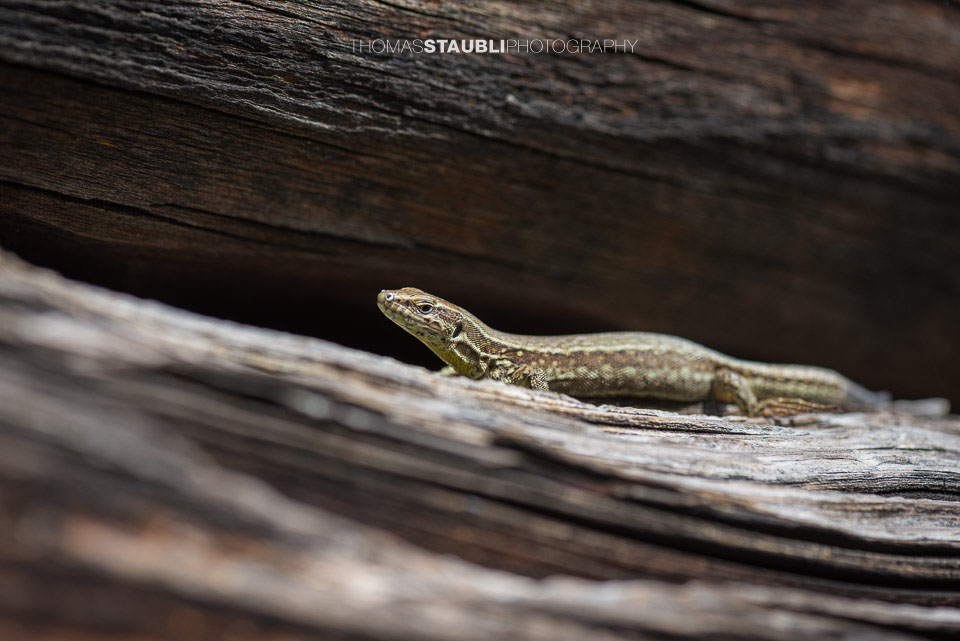 Eidechse zwischen Holzbalken eines Schuppens