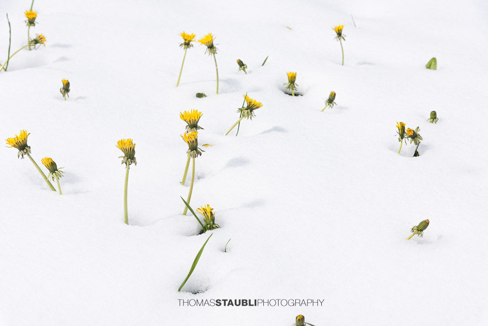 blühender Löwenzahn streckt sich durch die Schneedecke
