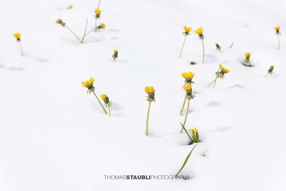 blühender Löwenzahn streckt sich durch die Schneedecke