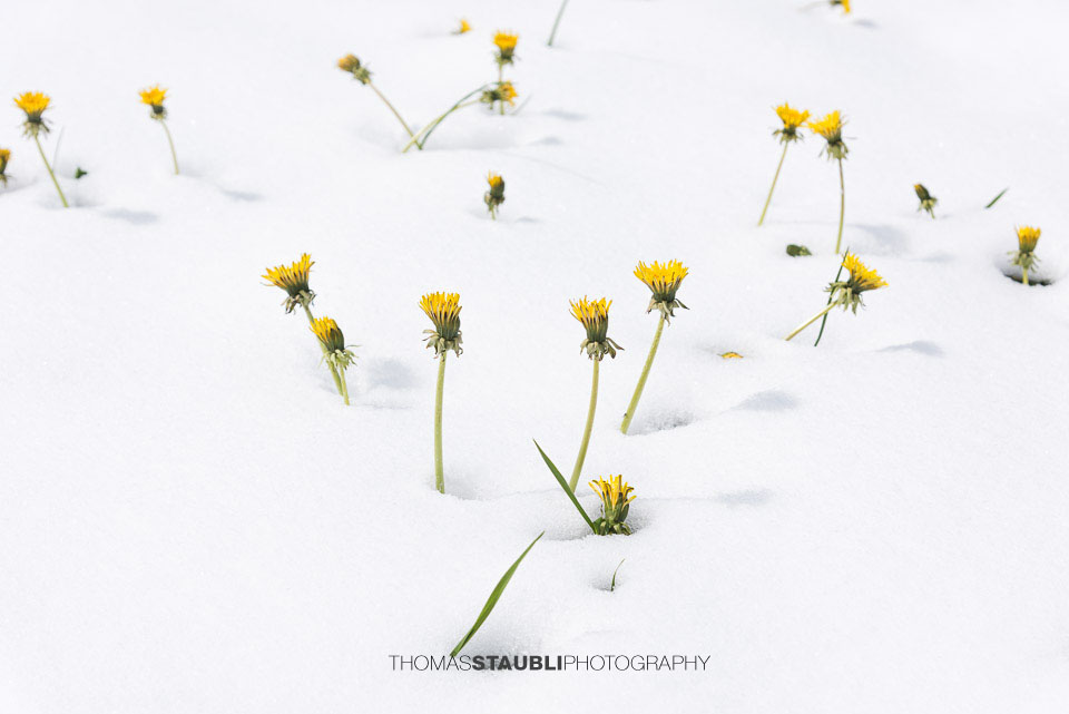blühender Löwenzahn streckt sich durch die Schneedecke