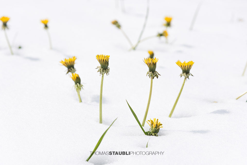 blühender Löwenzahn streckt sich durch die Schneedecke