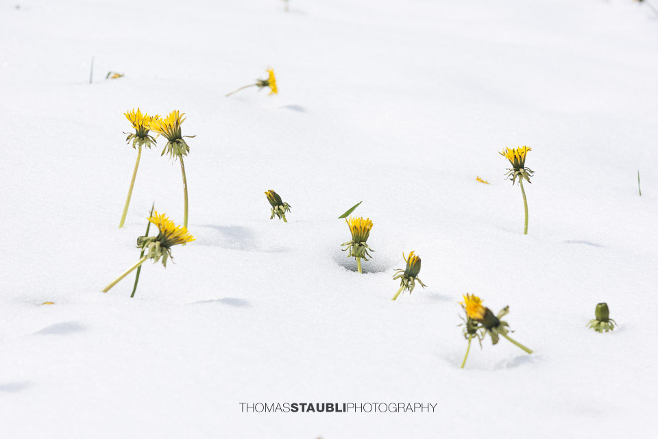 blühender Löwenzahn streckt sich durch die Schneedecke