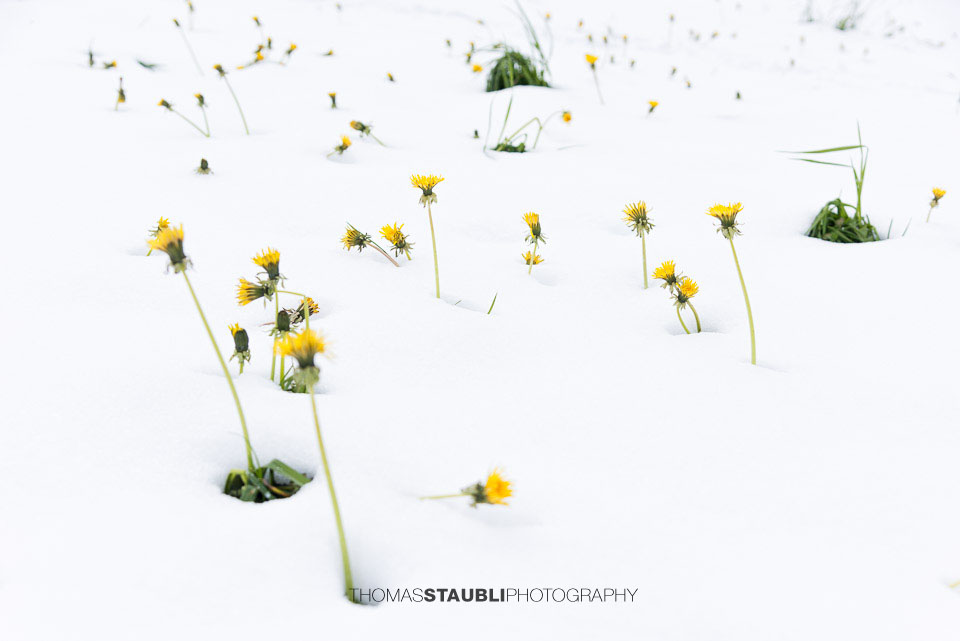 blühender Löwenzahn streckt sich durch die Schneedecke