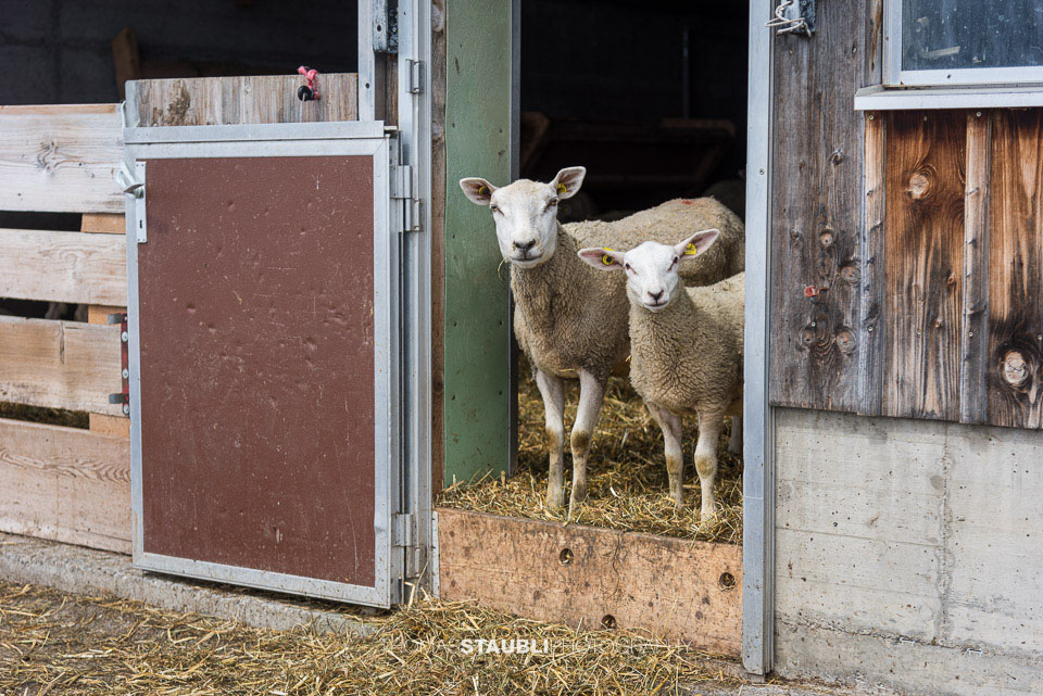 Schafe im Stall