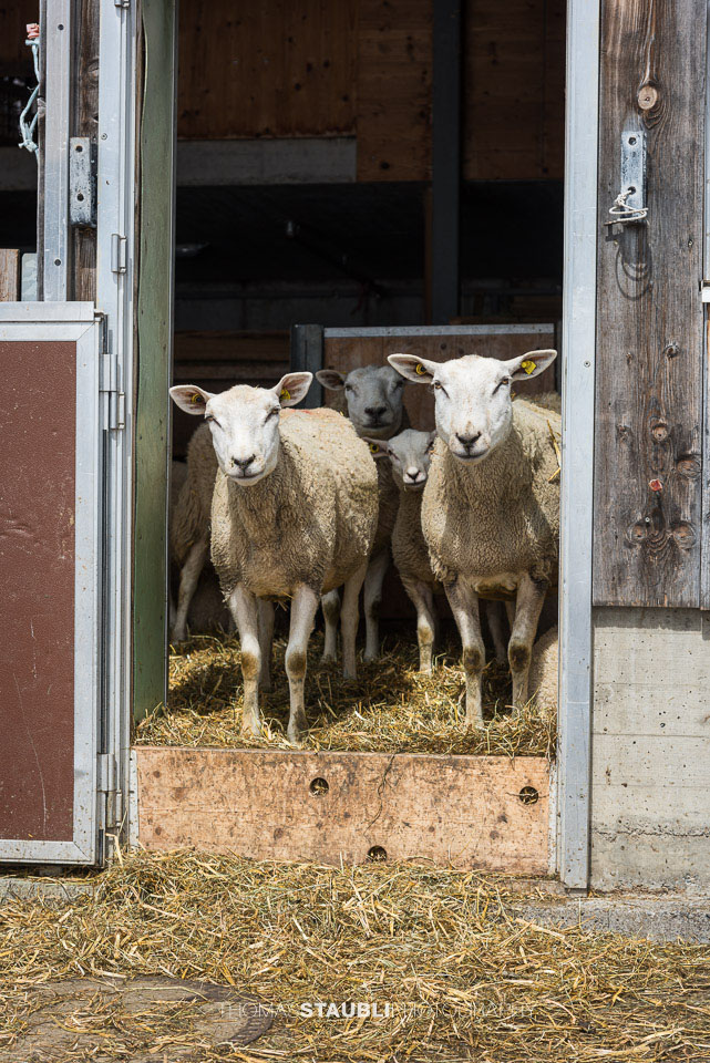 Schafe im Stall