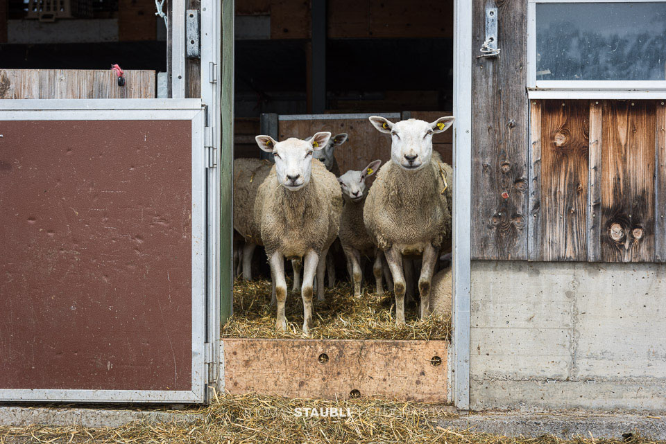 Schafe im Stall