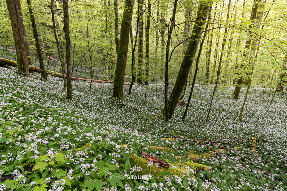 Bärlauchzeit im Naturerlebnispark Sihlwald