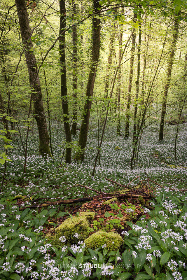 Bärlauchzeit im Sihlwald
