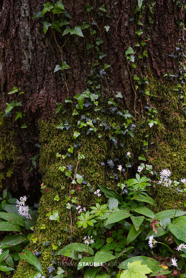 Impressionen aus dem Sihlwald
