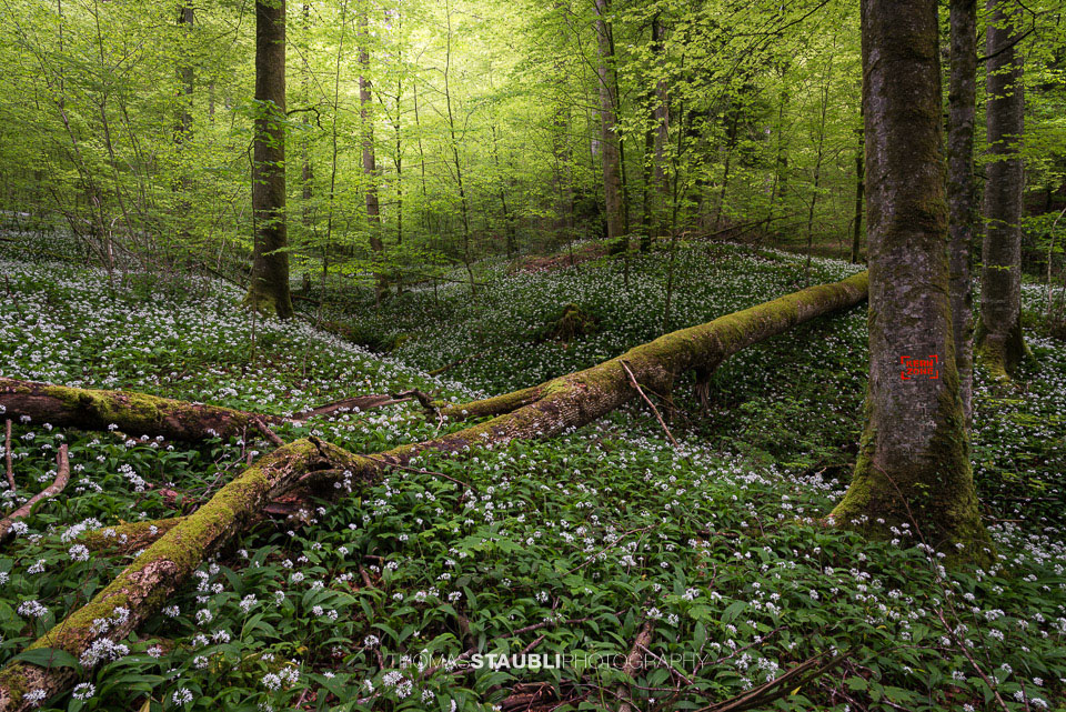 Bärlauchzeit im Naturerlebnispark Sihlwald