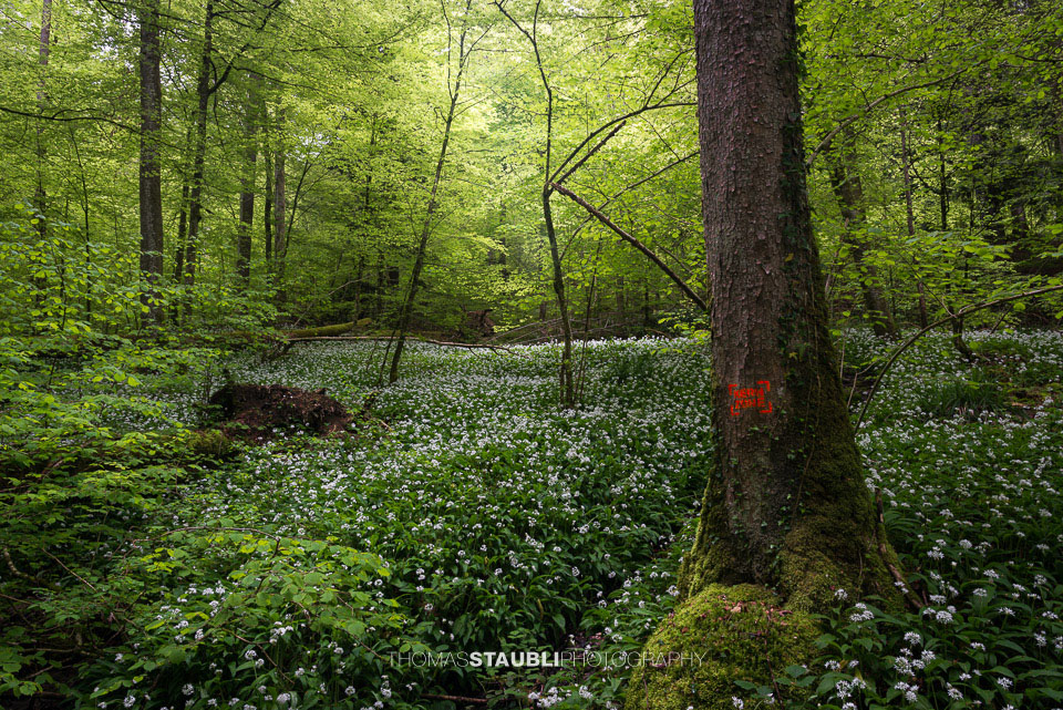 Bärlauchzeit im Sihlwald