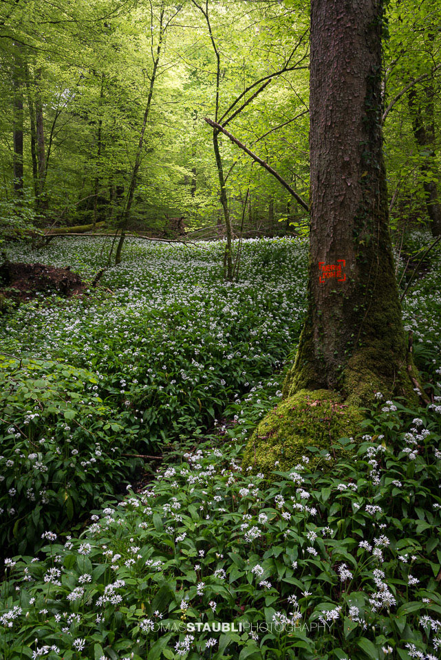 Bärlauchzeit im Sihlwald