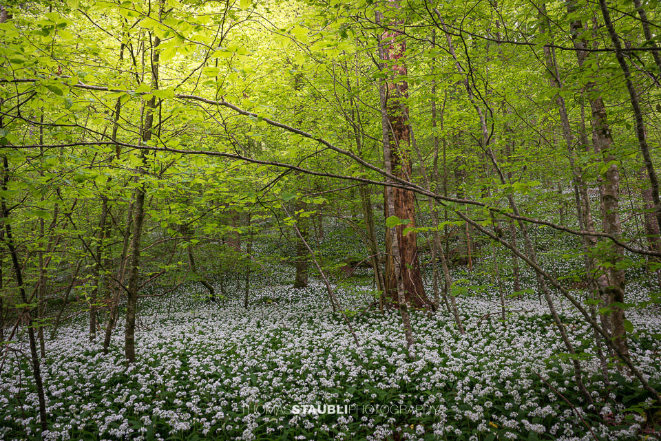 Bärlauchzeit im Sihlwald