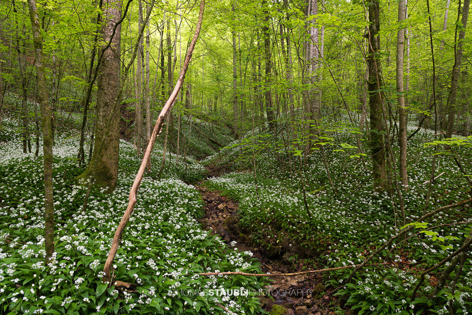 Bärlauchzeit im Sihlwald