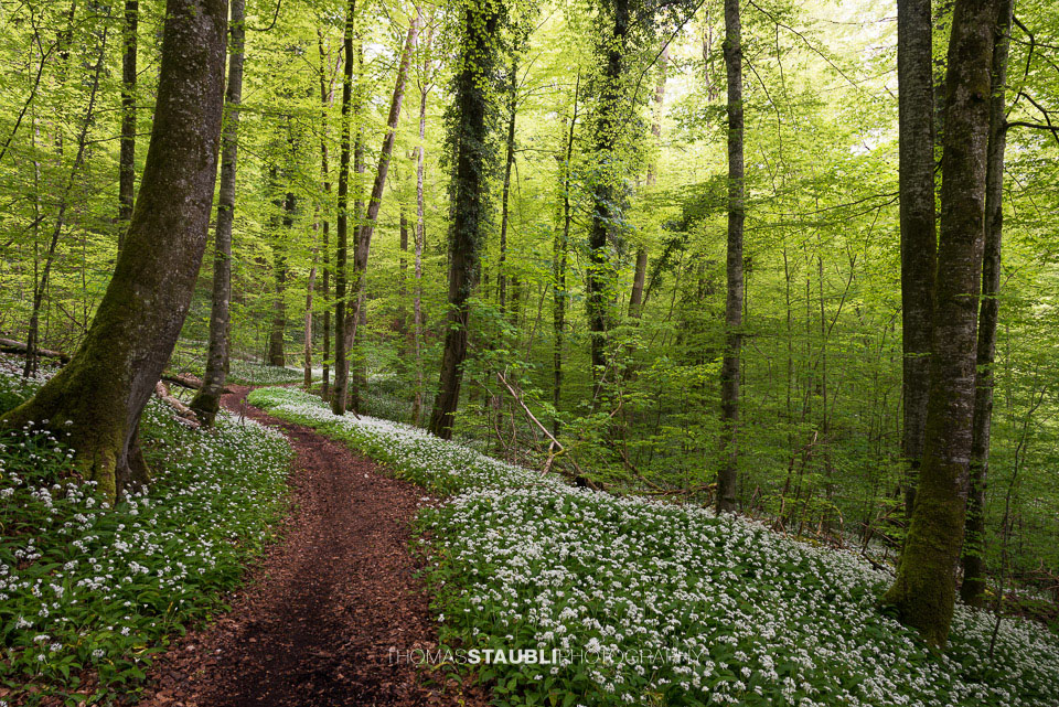 Bärlauchzeit im Naturerlebnispark Sihlwald