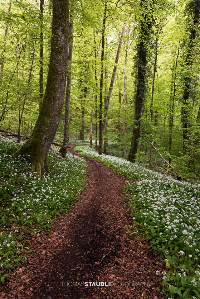 Bärlauchzeit im Naturerlebnispark Sihlwald