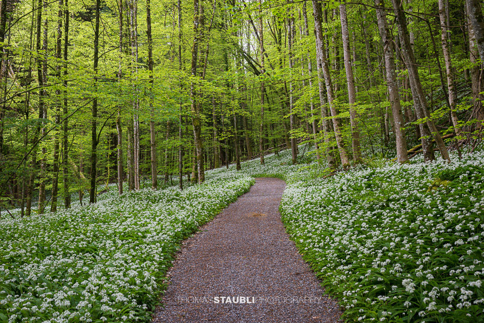 Bärlauchzeit im Sihlwald