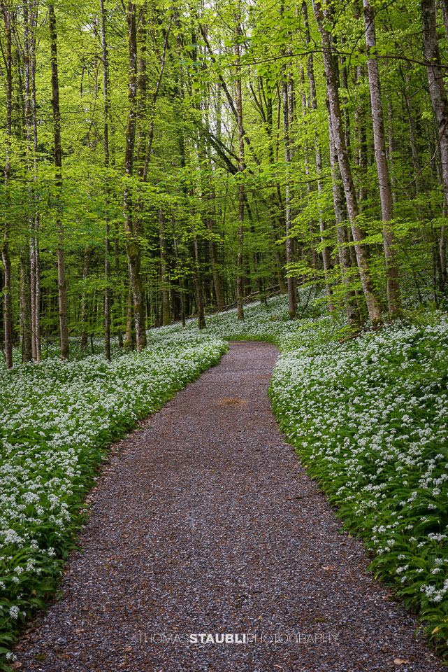 Bärlauchzeit im Sihlwald