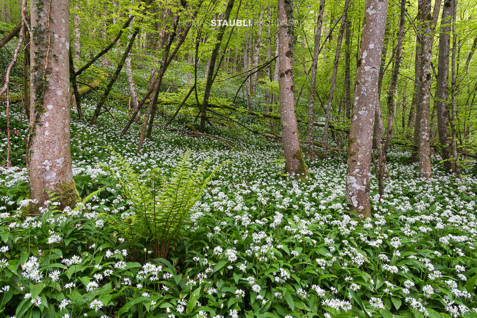 Bärlauchzeit im Sihlwald
