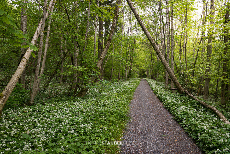 Bärlauchzeit im Sihlwald