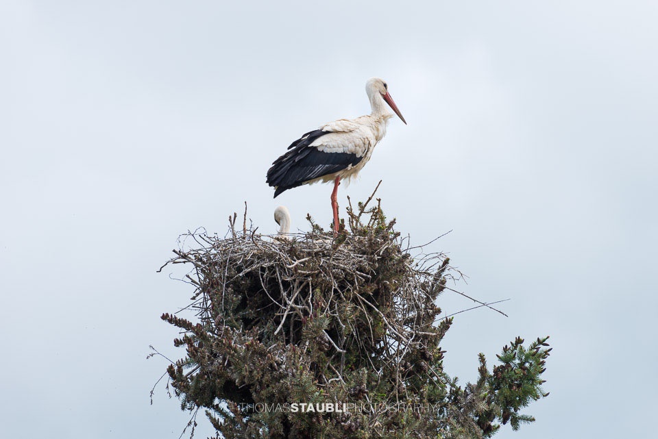 Storch in seinem Nest