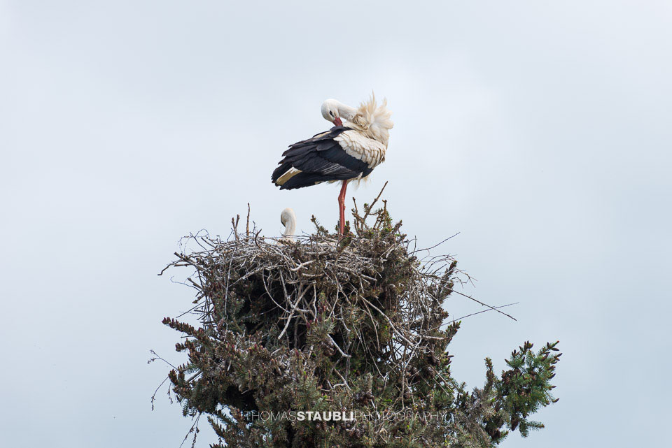 Storch bei seiner Gefiederpflege