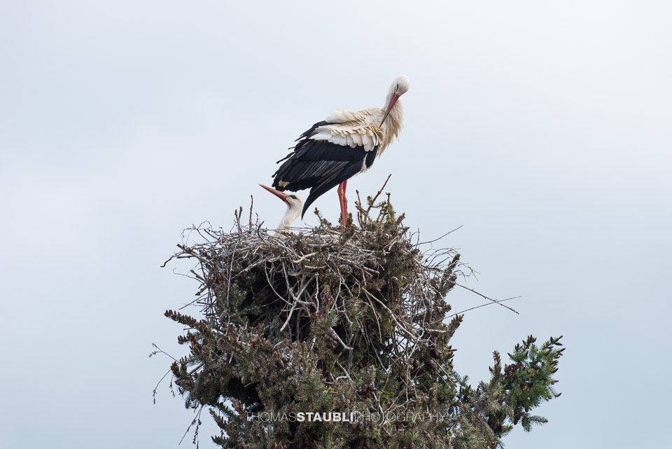 Storchenpaar im Nest beim Ausbrüten