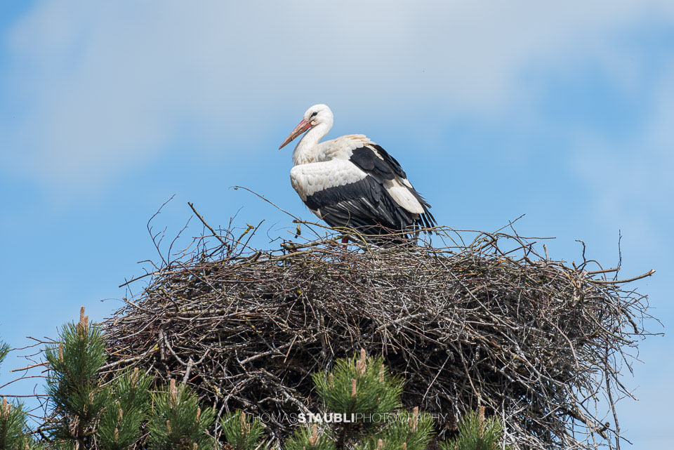 Storch in seinem Nest auf einem Baumwipfel bei Murimoos