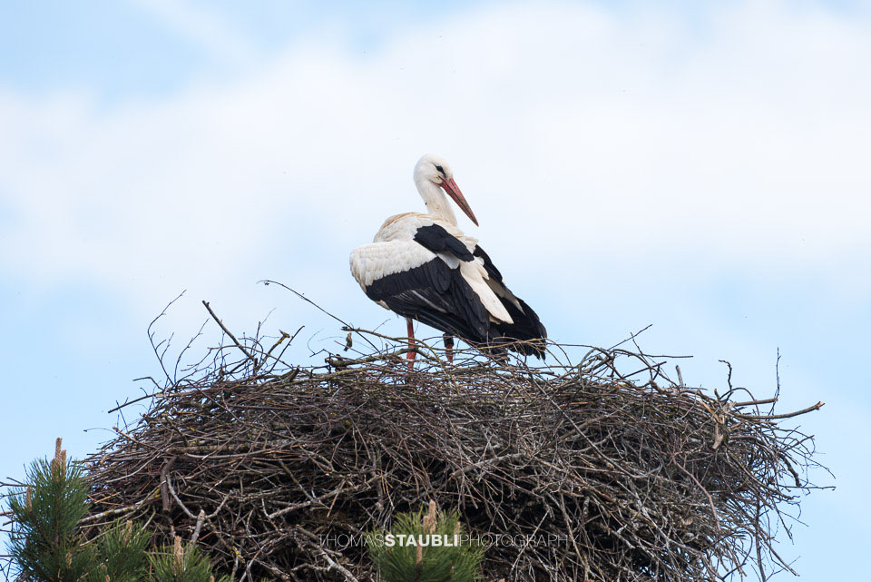 Storch in seinem Nest auf einem Baumwipfel