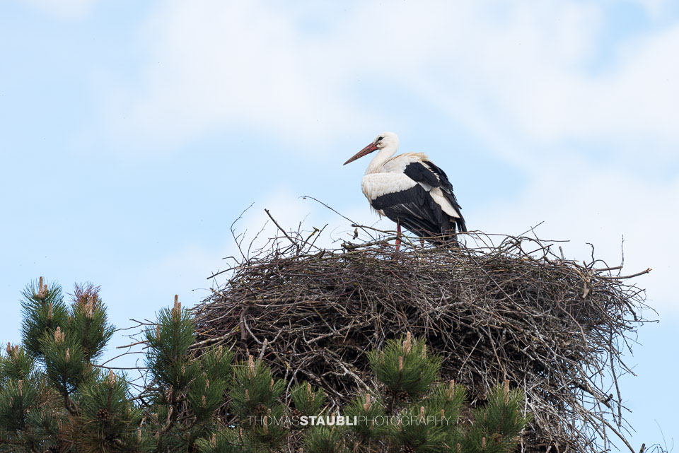 Storch in seinem Nest auf einem Baumwipfel