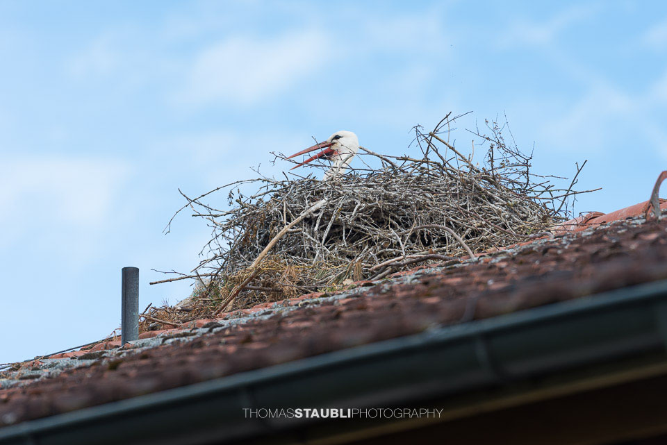 Storch in seinem Nest auf einem Hausdach bei Murimoos