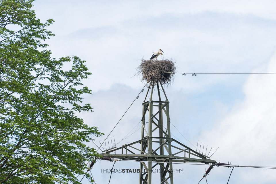 Storch in seinem Nest auf einem Strommast bei Murimoos