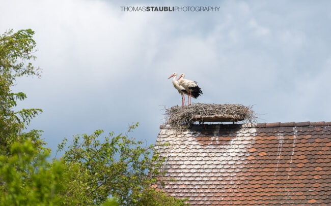 Storchenpaar in seinem Nest auf einem Hausdach