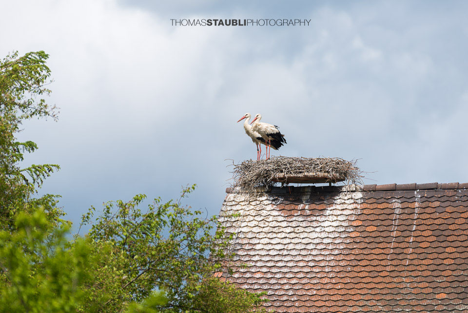 Storchenpaar in seinem Nest auf einem Hausdach