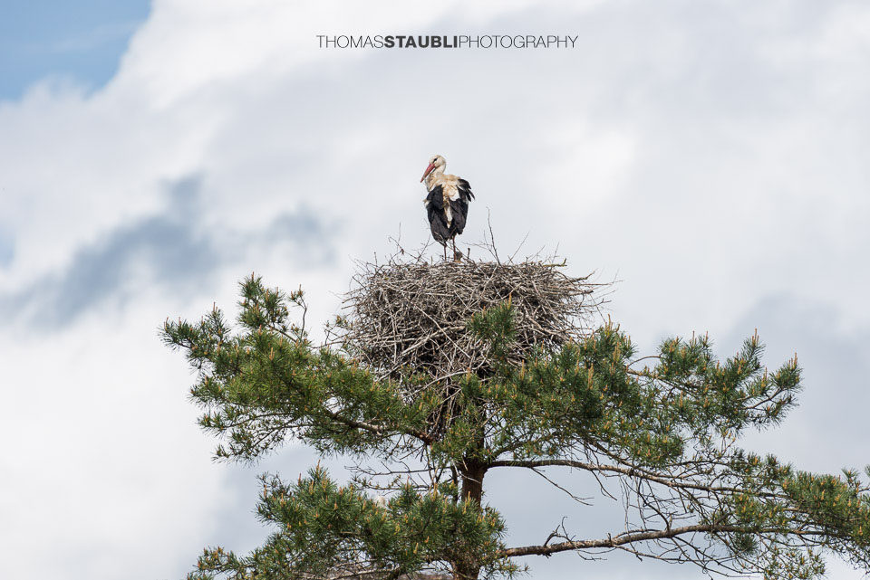Storch in seinem Nest auf einem Baumwipfel