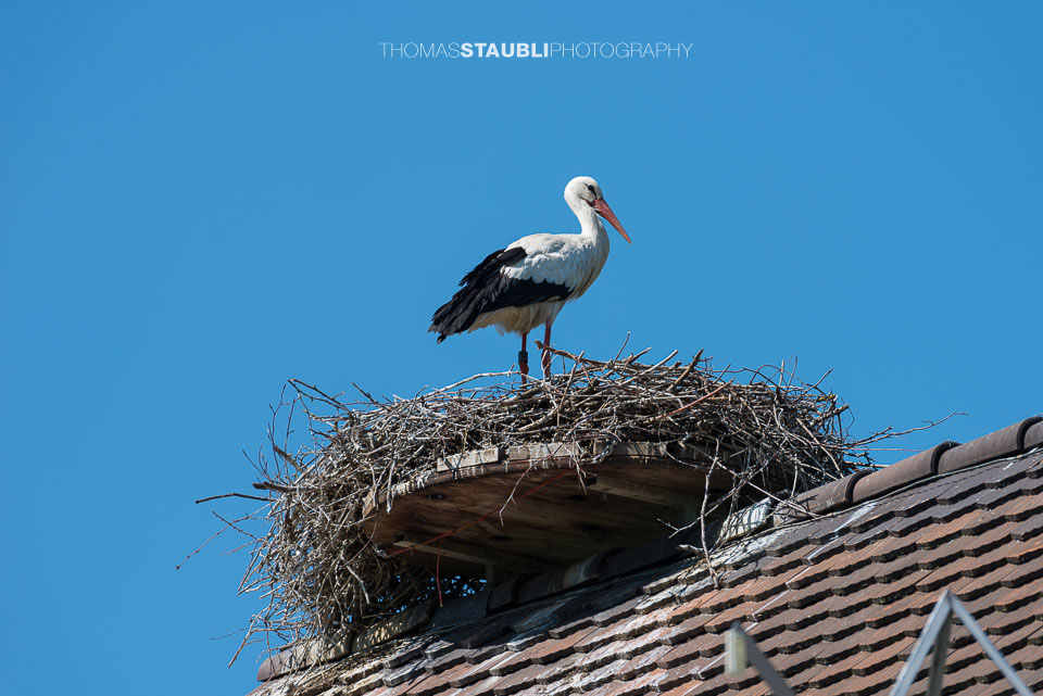 Storch beim brüten auf Hausdach