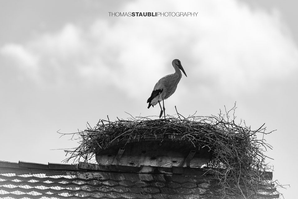 Storch beim brüten auf Hausdach
