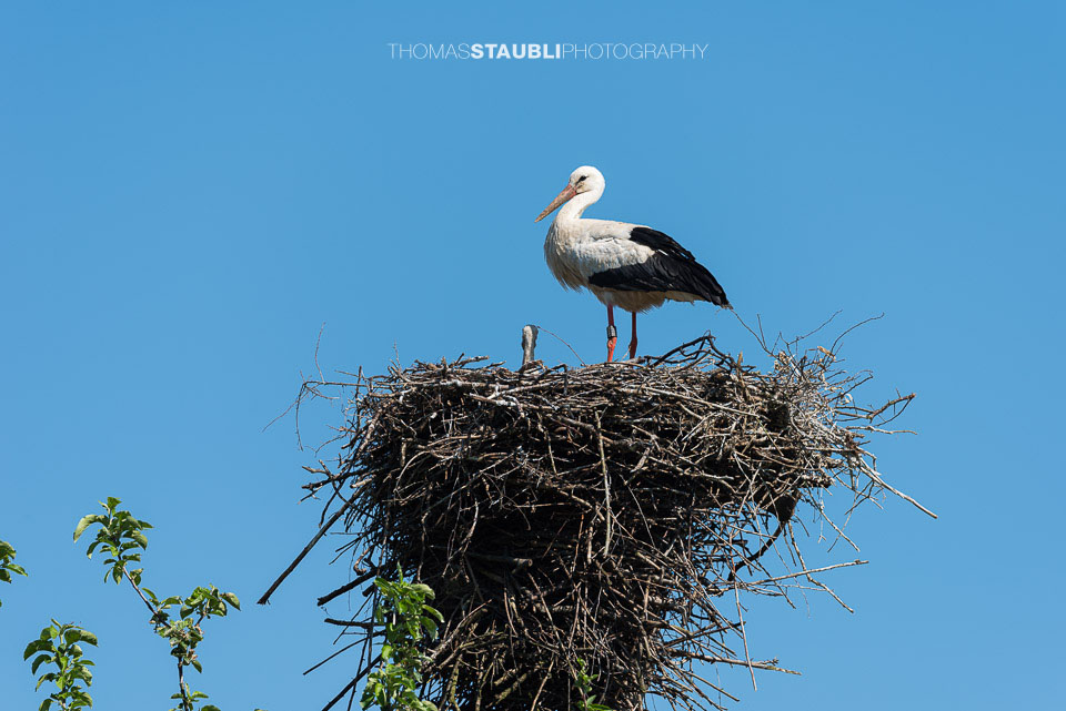 Storch bei der Aufzucht