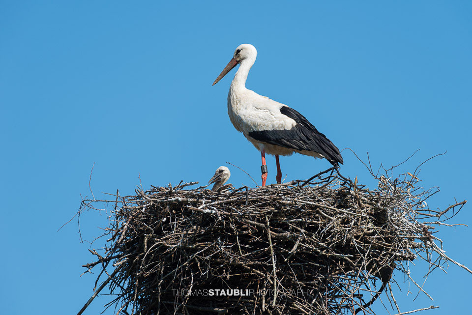 Storch im Nest mit Jungem