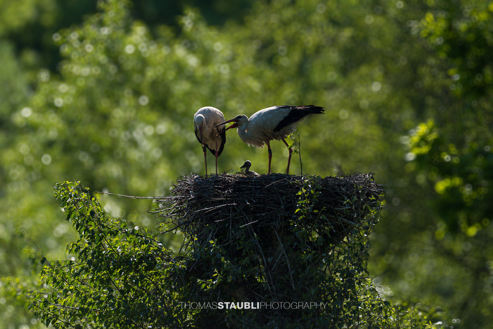 Störche im Nest mit dem Nachwuchs