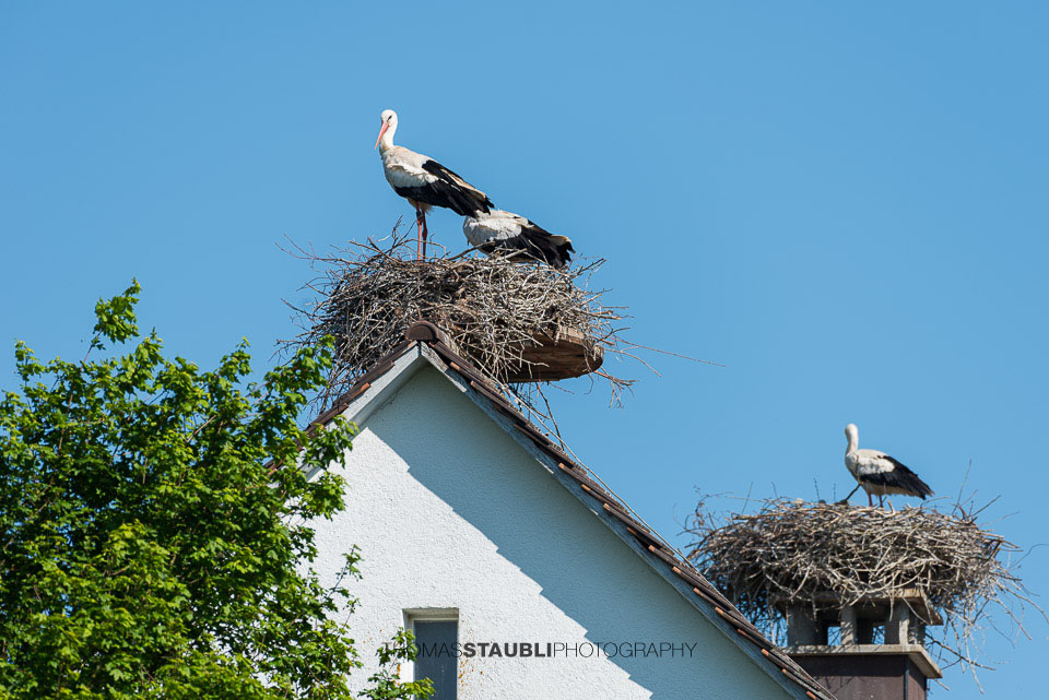Störche beim brüten auf einem Hausdach bei Murimoos