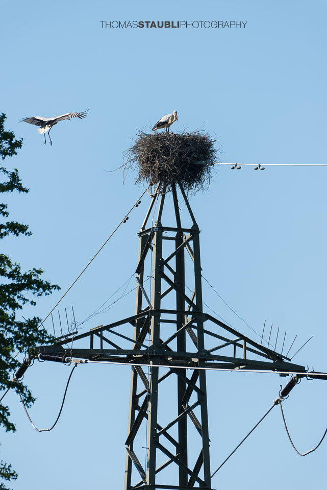 Storchenpaar brütet auf einem Hochspannungsmast