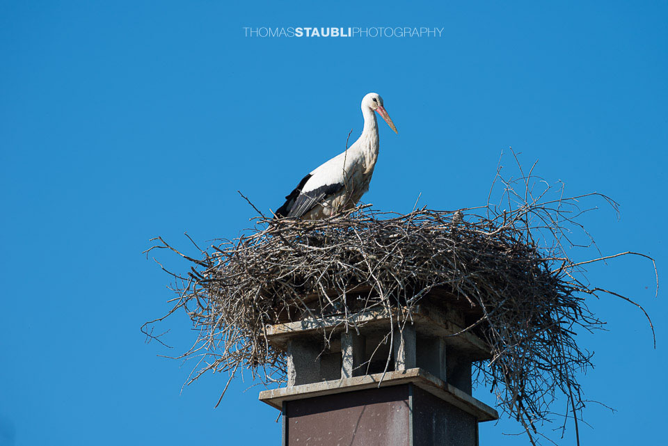 Storch brütet auf einen Kamin
