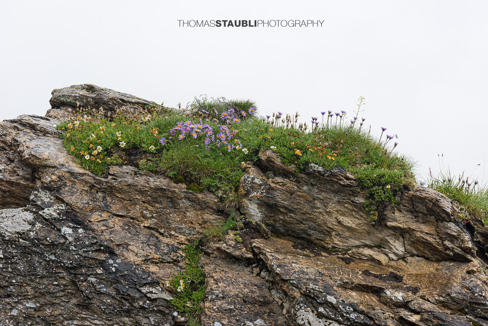 Blumen auf dem Segnesboden