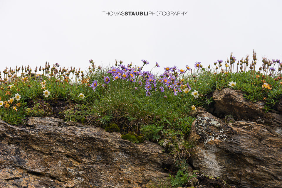 Blumen auf dem Segnesboden