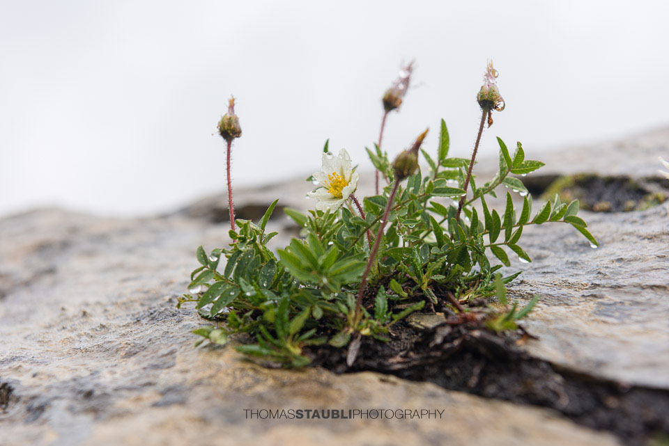 Blumen auf dem Segnesboden