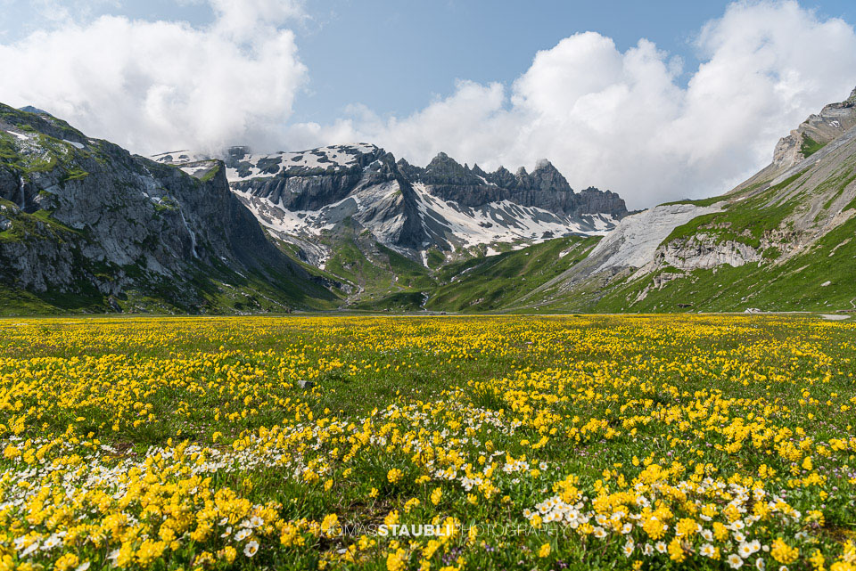 Blumenmeer auf dem Segnesboden